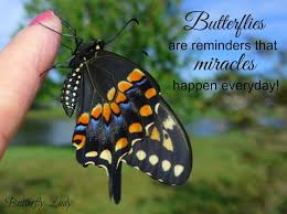 Miracles Happen Everyday Butterfly Inspiration Miracles Happen Everyday Butterfly