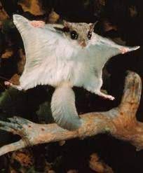 If Reincarnation Is Real I Want To Be A Flying Squirrel In My Next Life Animals Beautiful Flying Squirrel Flying Squirrel Pet