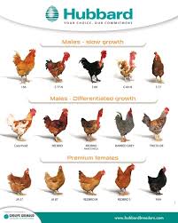 The rhode island red chicken is one of the most iconic breeds in the hobby. What Is Hubbard Chicken Freerange Chicken Chicken Breeders Free Range Chickens Production Red Chicken