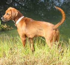 Check spelling or type a new query. 190 Bloodhound Mixed Ideas Bloodhound Dogs Animals