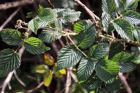 Image result for Rubus pinnatus