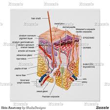 Skin Anatomy Poster Ad Great For A Waxer Or Esthetics Room Skin Care Exfoliation Aging Skin Care Skin Anatomy