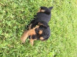 Maybe you would like to learn more about one of these? Litter Of 8 Airedale Terrier Puppies For Sale In Allendale Mi Adn 32726 On Puppyfinder Com Gender Airedale Terrier Puppies Airedale Terrier Litter Of Puppies