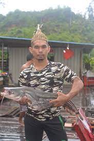 Potong daging udang sekecil mungkin. Info Spesies Kenali Ikan Tapah Umpan