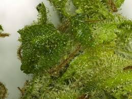 Image result for Cannabaceae