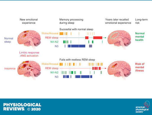 Brain mechanisms of insomnia: new perspectives on causes and consequences |  Physiological Reviews | American Physiological Society