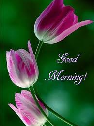 Have A Happy And Blessed Day Good Morning Flowers Good Morning Flowers Pictures Good Morning Images Hd
