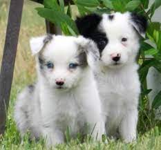 Border Collie Puppies For Sale Buffalo Ny 148446