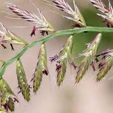 Image result for Lolium multiflorum