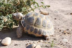 Such a plant would not last long in an arid habitat filled with thirsty animals. Russian Tortoise Care Tips Reptiles Magazine