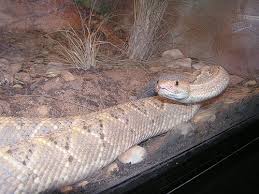 Aruba rattlesnake, aruba island rattlesnake, cascabel (papiamento). Crotalus Durissus Unicolor Aruba Island Rattlesnake In Zoos