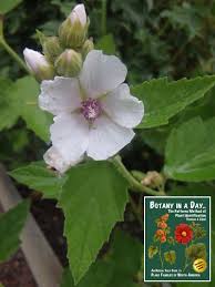 Check spelling or type a new query. Malvaceae Mallow Family Identify Plants Flowers Shrubs Trees