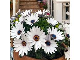 Image result for paprskovka obrázek