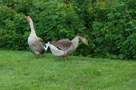 Hugo lin / the spruce free small house plans, rather than being a rare commodity,. Raising Geese Choosing A Breed And Preparations Backyard Poultry