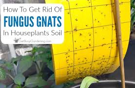 But controlling fungus gnats is safer and cheaper than you would expect. How To Get Rid Of Fungus Gnats In Houseplants Soil Get Busy Gardening