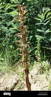 Image result for Satyrium trinerve