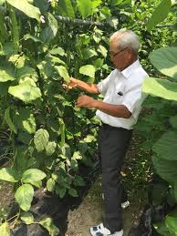 ジャックと豆の木のモデル 4月に植えた なた豆 が大きく育ち まるで森のようだった Oneself Lab