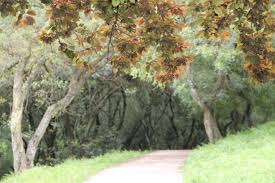 Son of antonio gomes ferreira, sr. Parque Jose Gomes Ferreira Lisboa Maio 2016 Parque Lisboa