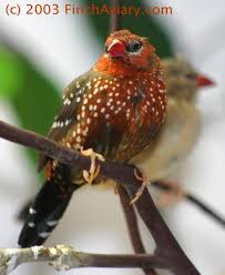 We did not find results for: Finch Aviary Birds The Strawberry Finch