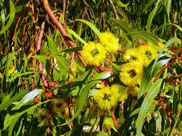 Image result for Erythrococca kirkii