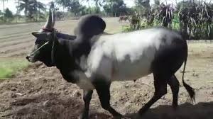 jallikattu kaalai photos jallikattu kaalai 1593856 hd wallpaper backgrounds download jallikattu kaalai photos jallikattu