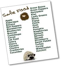 Amy Mccoy Ef2tdzlmwo Pygmy Hedgehog Hedgehog Food Hedgehog