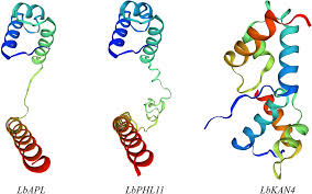 Image result for Strombosiopsis tetrandra