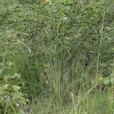 Image result for Afrosolen schimperi