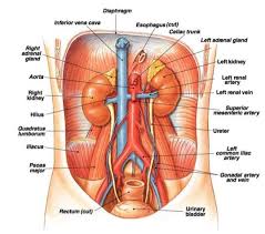 .jurnal sistem urinaria manusia pdf, kandungan urine, laporan sistem urinaria, makalah gangguan sistem perkemihan, makalah sistem perkemihan, makalah sistem urinaria, nefron dibentuk oleh, organ ekskresi pada serangga adalah, organ penyusun sistem urin secara berurutan. Perubahan Fisiologis Masa Nifas Pada Sistem Perkemihan Nifas Lusa