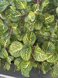 Image result for Iresine