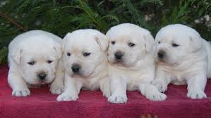 We are located on 13 secluded acres in the mountains of frederick county virginia. Dry Run Labrador Retrievers And Golden Retrievers Website Quality Raised Puppies With Outstanding Looks And Temperaments