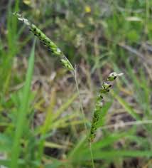 Image result for Urochloa eminii