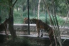 Tiger Versus Lion Wikipedia