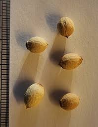 Image result for Olax gambecola