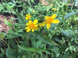 Image result for Aspilia