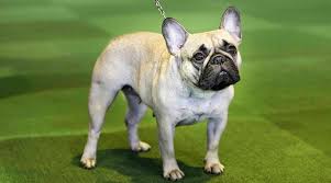 Simple and effective ways to make your french bulldog happy, healthy, and obedient. Look Out Labs French Bulldogs Now Second Most Popular Us Dog Lifestyle News The Indian Express