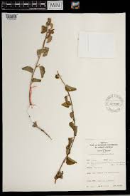 Image result for Astripomoea grantii