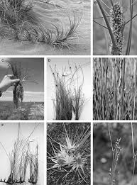 Image result for Ficinia