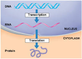 Protein synthesis worksheet part a. Chapter 12 And 13 Dna And Protein Synthesis Test Diagram Quizlet