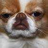 Dog whiskers have many uses, many of which were discussed above, which is why many dog experts advise against cutting off canine or any other pet's whiskers unless recommended by a vet. Https Encrypted Tbn0 Gstatic Com Images Q Tbn And9gcq0b6mczn9urn4nqm5dvqploj57a Dmsrxo3ukkzj2zjwxnsynx Usqp Cau