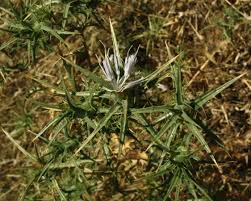 Image result for Sphaeranthus foliosus