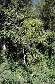 Image result for Simaroubaceae