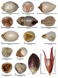 Image result for Scleria bambariensis