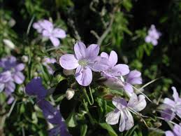Image result for Barleria crassa