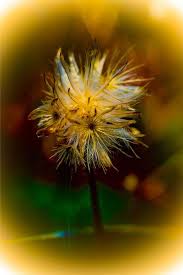 Online Photoshop Express