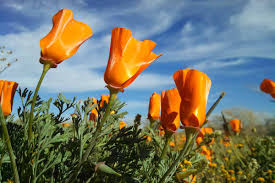 Image result for Eschscholzia californica