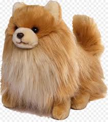 Dunyanin En Tatli Kopegi Gund Pomeranian Yavru Boo Hayat Kopek Yavrusu Seffaf Png Goruntusu