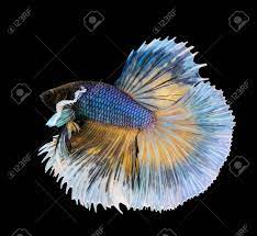 These fins may have similar coloration to the body or may even be a contrasting color. Betta Fish Siamese Fighting Fish Betta Splendens Dumbo Halfmoon Stock Photo Picture And Royalty Free Image Image 44113724