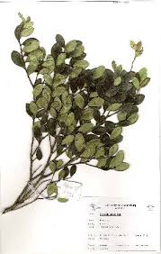 Image result for Dovyalis lucida