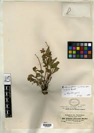 Image result for Orthosiphon schimperi